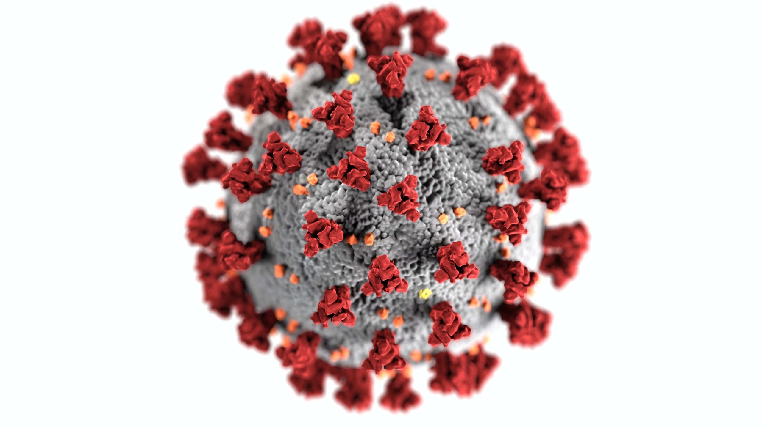 A look at the coronavirus upclose