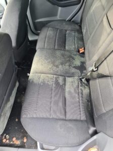 mould growth all over the back seats of a car that is in desperate need of a clean