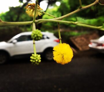 fight allergies car wash | pollen in front of a car
