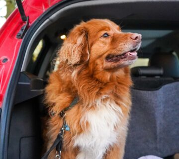 remove pet hair and odour