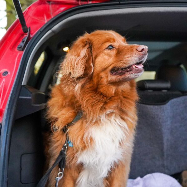 remove pet hair and odour