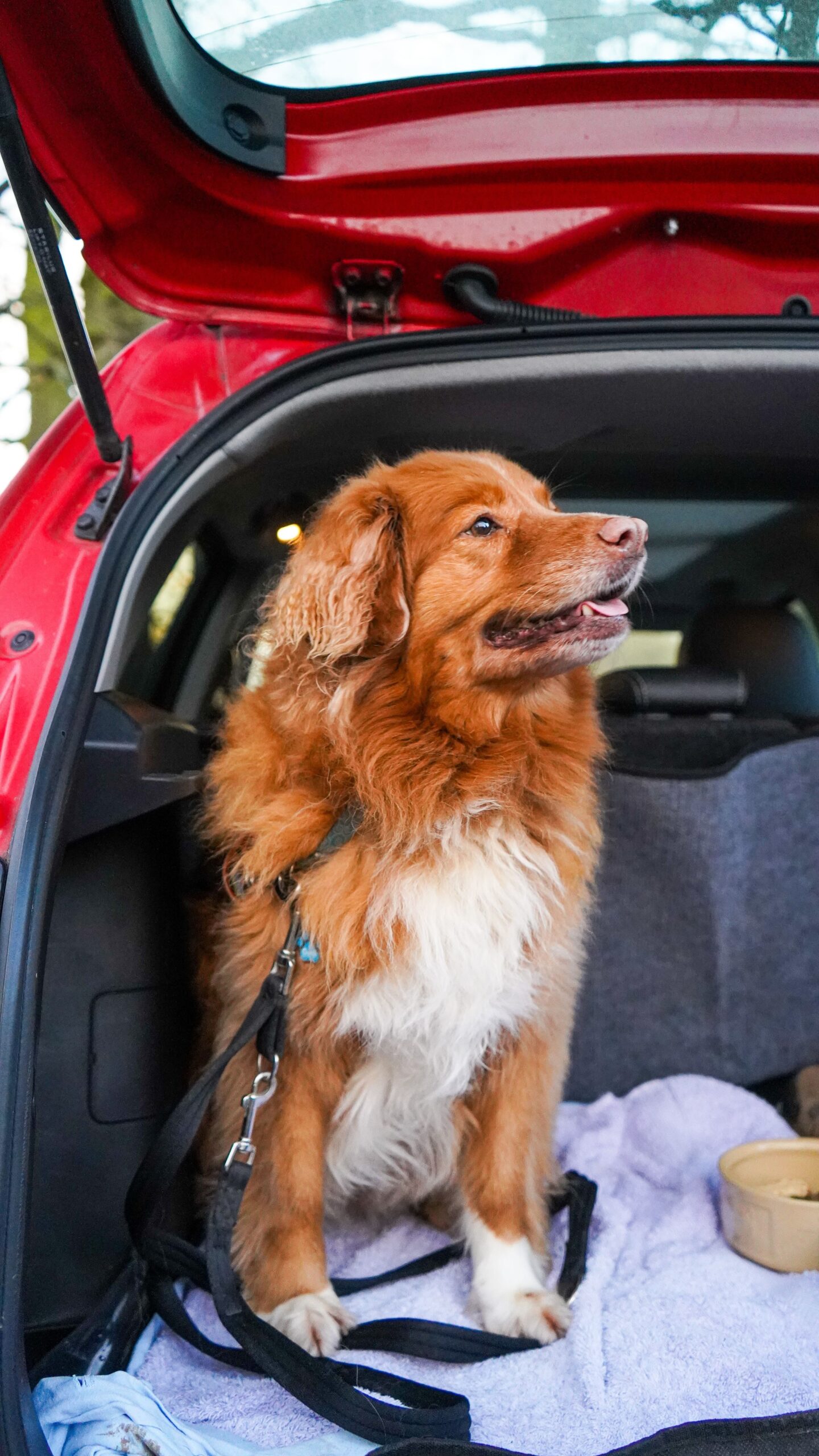 remove pet hair and odour