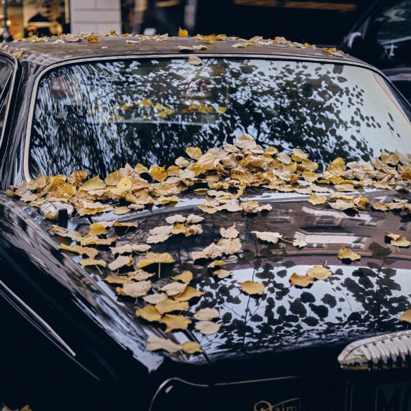 Wet black car covered in yellow autumn leaves