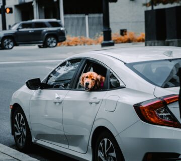 Tan coloured dog sticking it's head out of the window of a white car
