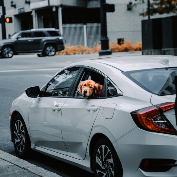 Tan coloured dog sticking it's head out of the window of a white car