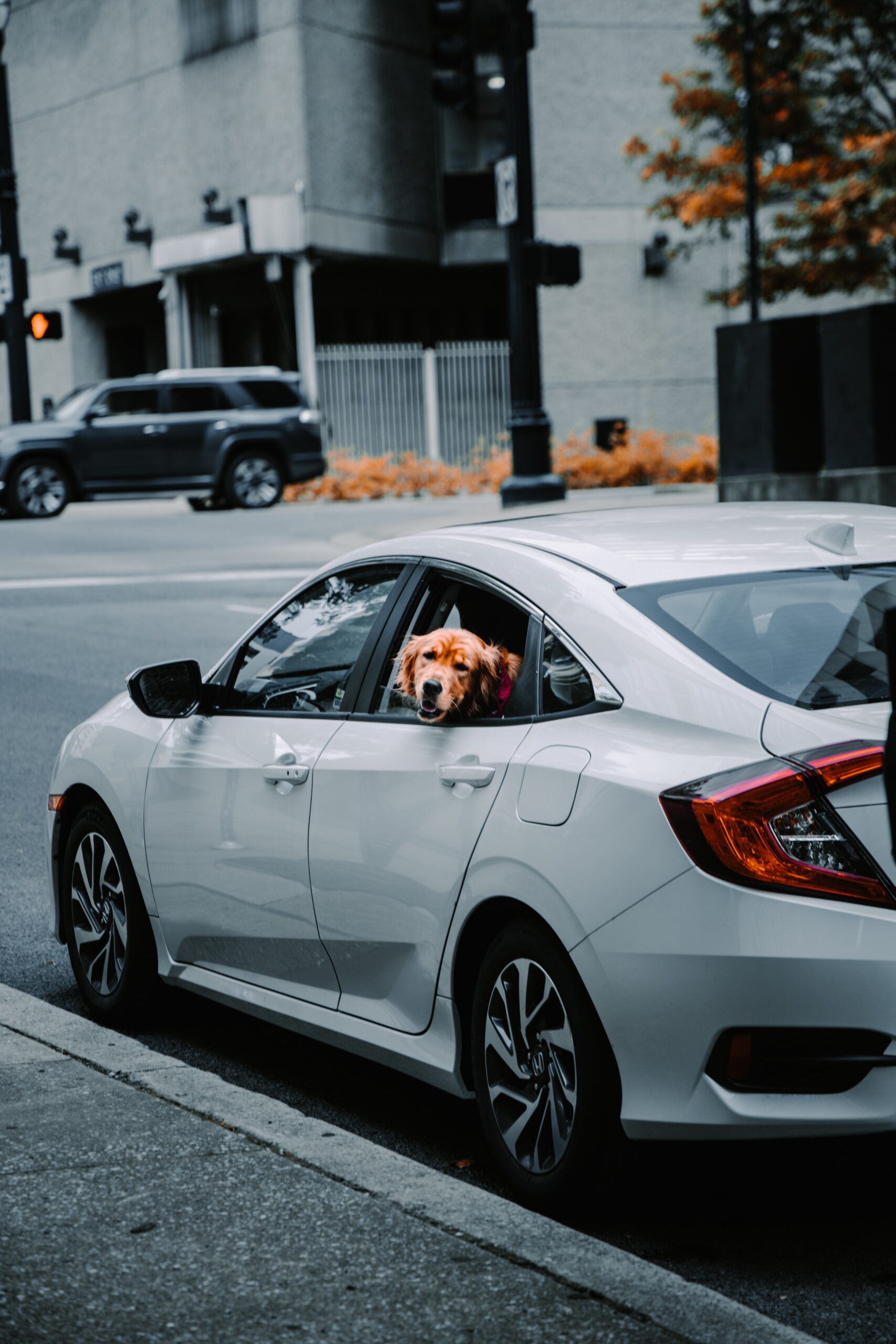 Tan coloured dog sticking it's head out of the window of a white car