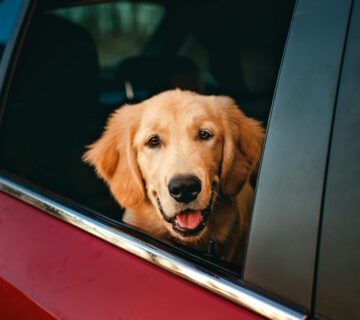Removing Pet Hair and Odours from Your Car Efficiently
