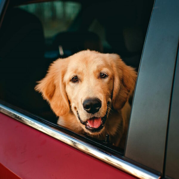 Removing Pet Hair and Odours from Your Car Efficiently