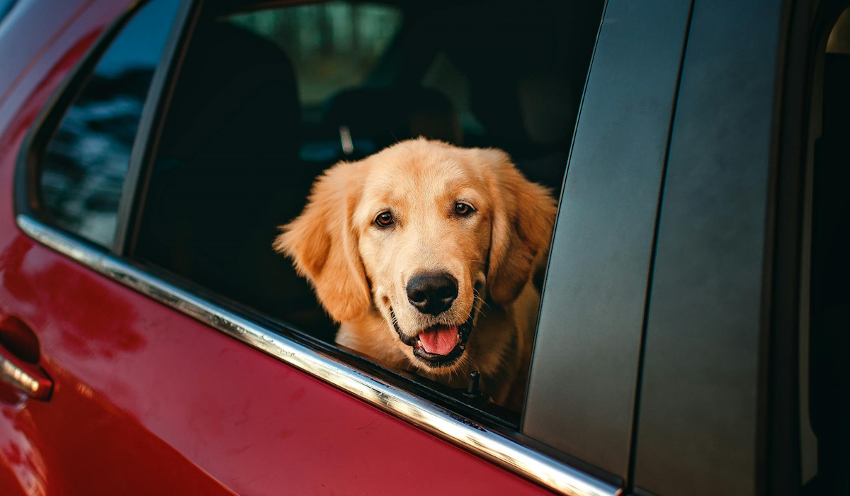 Removing Pet Hair and Odours from Your Car Efficiently