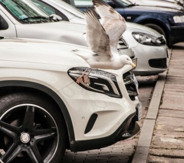 How do I protect my car’s paint from bird droppings