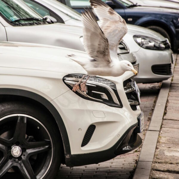 How do I protect my car’s paint from bird droppings