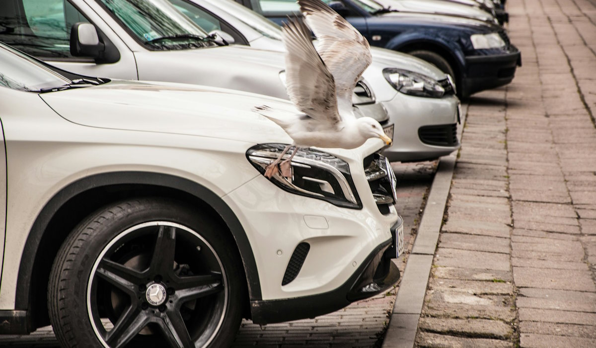 How do I protect my car’s paint from bird droppings